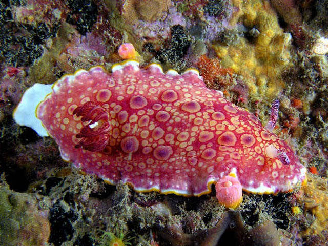 Chromodoris spB